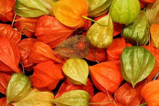 Physalis