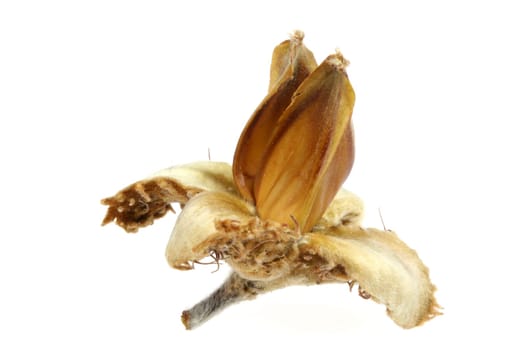 Beechnut