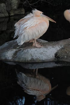 Eastern white pelican