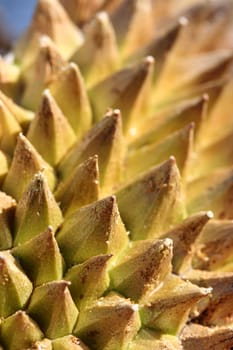 Durian shell