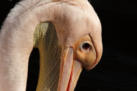 Pelican Portrait