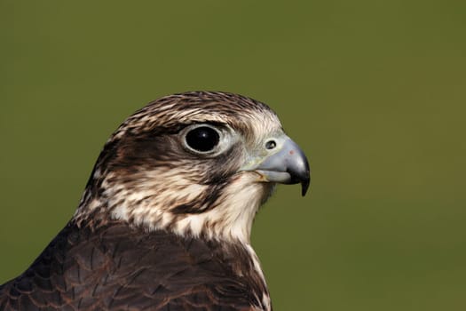 Falcon