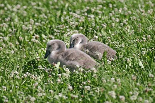 Swan children