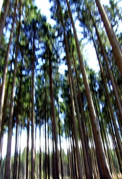 Dynamically growing forest III