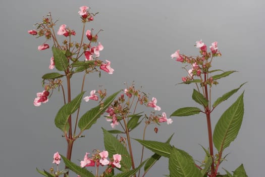 Indian Balsam