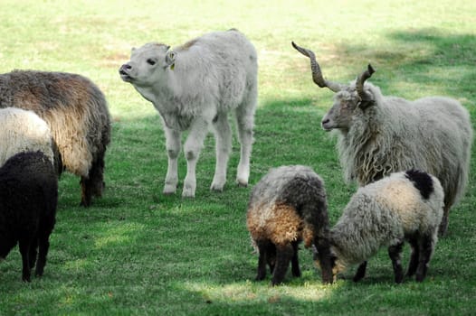 Sheep and calf