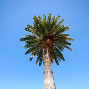 Palm tree from below
