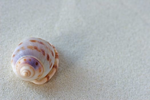 Shell