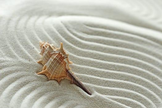 Shell