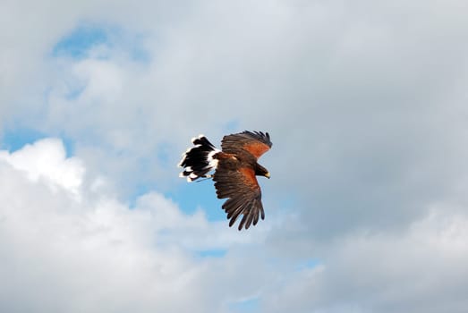 Eagle Buzzard
