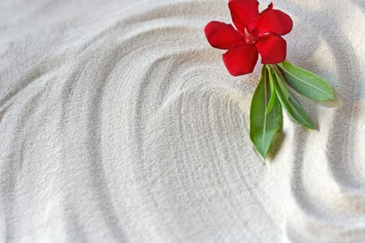 Oleander flower