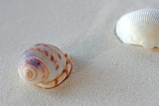 Shells in the sand