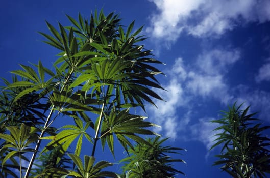 hemp