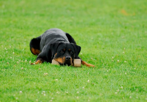 Rottweiler