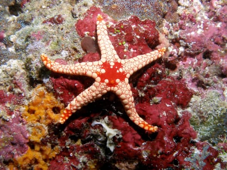 Perl - Starfish