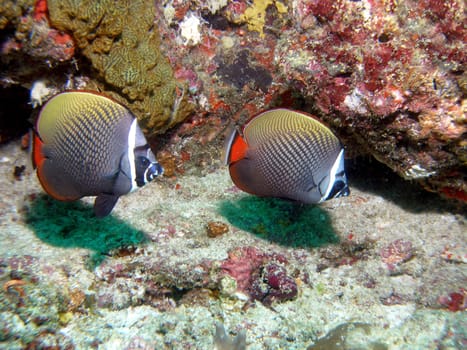 Collar - Butterflyfish