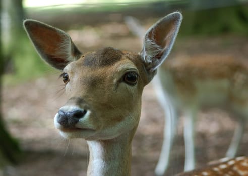 Bambi (Capreolus)