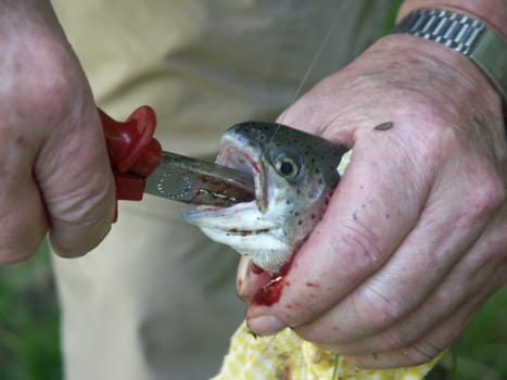 Removing the fish hook