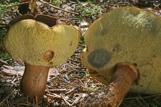 Chestnut mushrooms