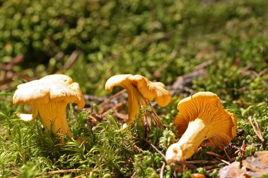 Chanterelles