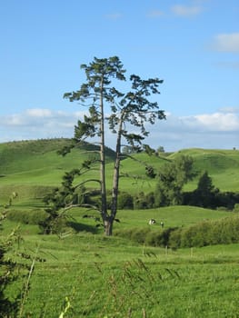Hilly landscape in New Zealand