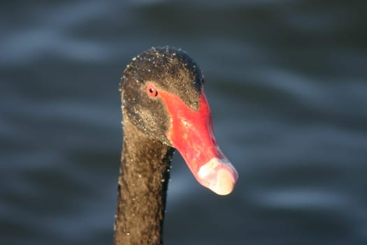 Black swan