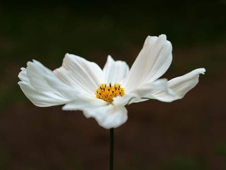 Cosmea