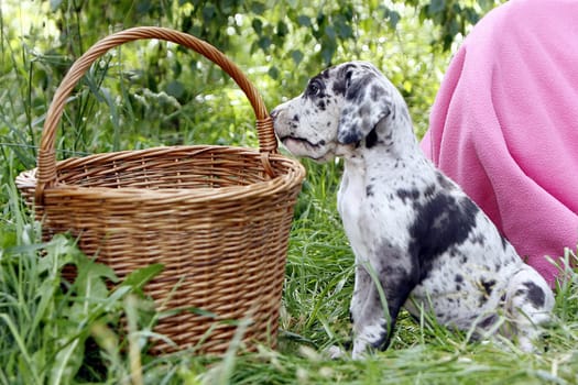 Great Dane puppy spotted