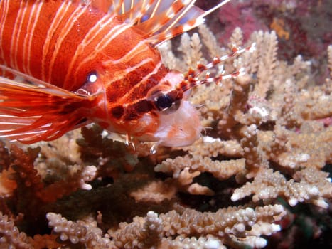 Taken in Baa Atoll of the Maldives.