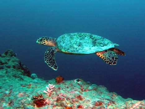 Taken on a reef in the Maldives.
