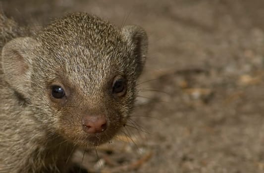 Mongoose Baby