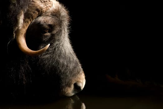 Musk ox