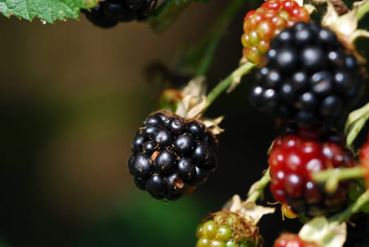 Blackberries