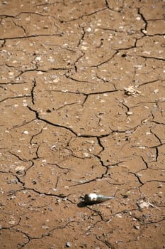 Dry