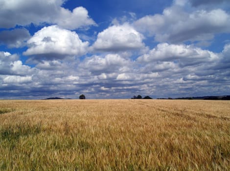 Cornfield
