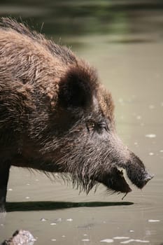 Wild boar
