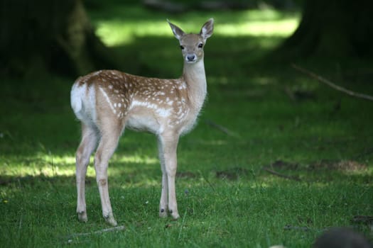 Sika deer