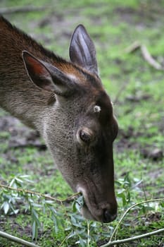 Deer Portrait