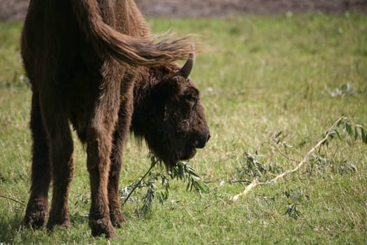 Wisent