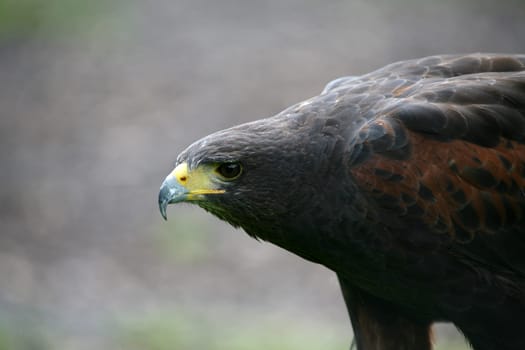 Desert Buzzard