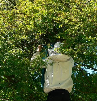 Capturing the bee colony