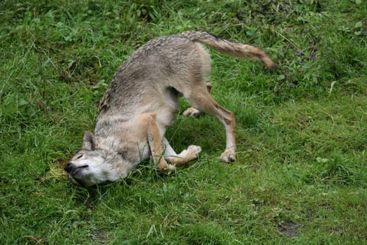 She-wolf