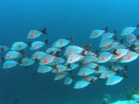 A swarm of humpback snappers on the reef slope. Unfortunately,there was a lot of plankton in the water.