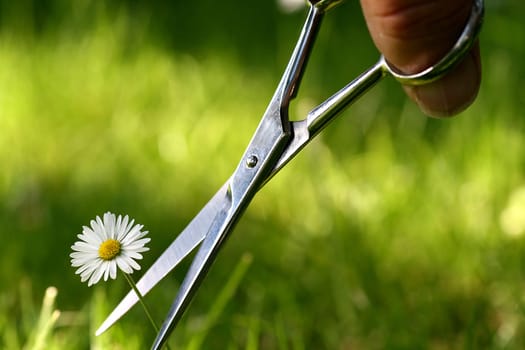 Cut off the flower
