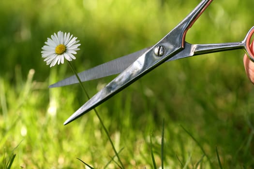 Cut off the flower