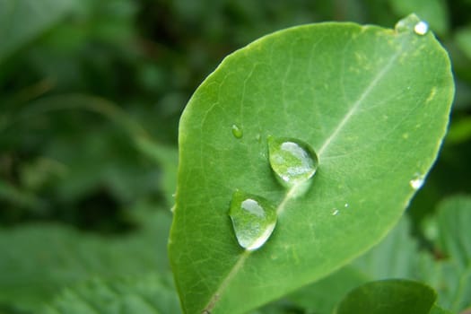 Morning dew
