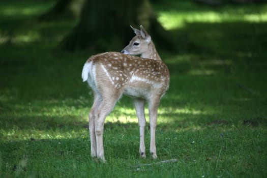 Sika deer