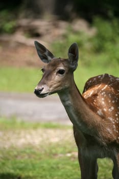 Sika deer