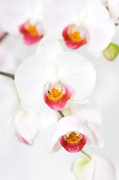 Orchid