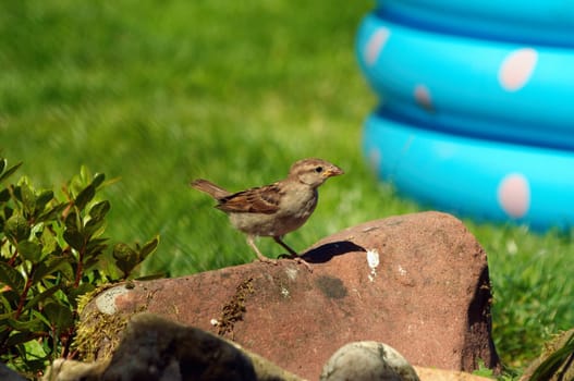Sparrow at the edge of the pond